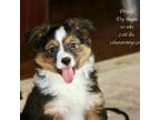 Pembroke Welsh Corgi Puppy for sale in Lind, WA, USA