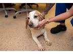 Adopt Louie B a Beagle / Mixed dog in York, SC (38745087)