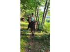 Adorable trail horse for any level rider