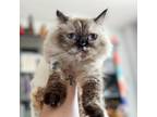Adopt Cocopuff a Gray or Blue (Mostly) Himalayan (long coat) cat in Newmarket