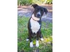 Adopt Leah a Black - with White Labrador Retriever / Pit Bull Terrier / Mixed