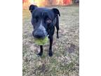 Adopt Annie a Black - with White Catahoula Leopard Dog / American Pit Bull