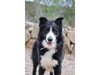 Adopt Chino a Black - with White Border Collie / Alaskan Malamute / Mixed dog in