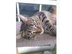 Adopt Max a Tan or Fawn (Mostly) Domestic Shorthair (short coat) cat in SCOTLAND