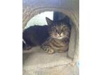 Adopt Dumplin' a Brown Tabby Domestic Shorthair (short coat) cat in SCOTLAND
