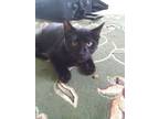 Adopt Theodore a All Black Domestic Shorthair (short coat) cat in SCOTLAND NECK