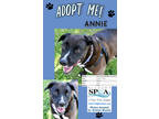 Adopt Annie a Black Labrador Retriever / Border Collie / Mixed dog in Niagara