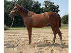 Yearling Filly