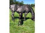 AQHA Blue Roan Filly Weanling