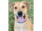 Adopt Scout a Tan/Yellow/Fawn Labrador Retriever / Great Dane / Mixed dog in