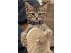 Adopt Nero a Gray, Blue or Silver Tabby American Shorthair (short coat) cat in