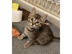 Adopt Beau a Gray, Blue or Silver Tabby American Shorthair (short coat) cat in