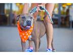 Adopt Tyson a Gray/Blue/Silver/Salt & Pepper Pit Bull Terrier / Mixed dog in
