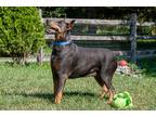 Adopt BALVENIE a Tan/Yellow/Fawn Doberman Pinscher / Mixed dog in Greensboro