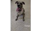 Adopt Tanya a Labrador Retriever / Boxer / Mixed dog in York, SC (38754230)
