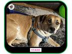 Starr - Mom Star Trek Crew, American Pit Bull Terrier For Adoption In Regina