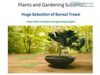 Bonsai trees make great gifts