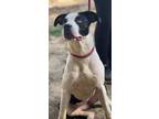 Adopt Karen a Black - with White Pit Bull Terrier / Mixed dog in Guntersville