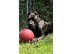 Adopt Padma a Brindle Cane Corso / Mastiff / Mixed dog in Detroit, MI (38775193)