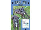 Adopt Bear a Black American Pit Bull Terrier / Mixed dog in Niagara Falls