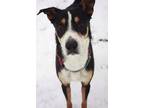 Cleatus, Doberman Pinscher For Adoption In St. Catharines, Ontario