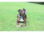Roxie, American Staffordshire Terrier For Adoption In Prince Frederick, Maryland