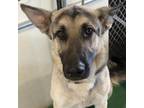 Adopt Indy a German Shepherd Dog