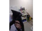 Adopt Nancy a Domestic Shorthair / Mixed (short coat) cat in PAHRUMP
