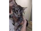 Adopt Rosco a Domestic Longhair / Mixed (short coat) cat in PAHRUMP