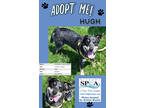 Adopt Hugh a Black Australian Cattle Dog / Mixed dog in Niagara Falls