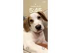 Adopt Roscoe a Tan/Yellow/Fawn - with White Beagle / Basset Hound / Mixed dog in
