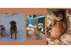 Adopt Tiny a Black - with Tan, Yellow or Fawn Beagle / German Shepherd Dog /