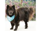 Adopt Fluffy a Chow Chow / Shepherd (Unknown Type) / Mixed dog in Pacific Grove