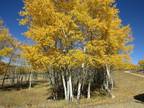 Plot For Sale In Angel Fire, New Mexico