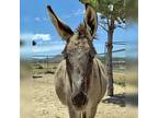 Adopt Mac a Gray Donkey/Mule/Burro/Hinny horse in Prescott, AZ (38817656)
