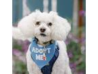 Adopt Max Poodle a Poodle (Miniature) / Mixed dog in Pacific Grove
