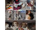 Adopt Otis a Tricolor (Tan/Brown & Black & White) Beagle / Mixed dog in