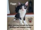 Adopt Tiggs a Black & White or Tuxedo Domestic Shorthair (short coat) cat in