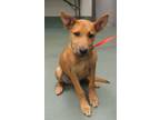 Adopt Cologne a Hound (Unknown Type) / Mixed dog in Raleigh, NC (38834851)