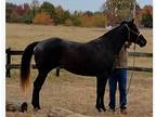 Gorgeous Thoroughbred Horse