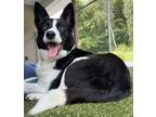 Adopt Trixie a Black Border Collie / Mixed dog in Clearfield, PA (38855904)