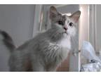 Adopt Ivory a Gray or Blue (Mostly) Ragdoll (long coat) cat in Newmarket