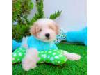 Maltipoo Puppy for sale in San Diego, CA, USA