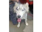 Adopt Sassy Pants 55659 a Gray/Silver/Salt & Pepper - with White Husky / Mixed
