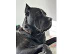 Adopt Enzo a Brindle Cane Corso / Mixed dog in San Jose, CA (38862606)