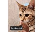 Adopt Laura a American Shorthair, Tabby