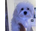 Maltese Puppy for sale in New York, NY, USA