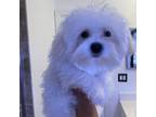 Female Maltese tiny girl