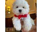 Maltese Puppy for sale in Newark, NJ, USA