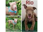 Adopt Rio a Tan/Yellow/Fawn Pit Bull Terrier / Mixed Breed (Medium) / Mixed dog